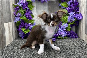 Daria - Chihuahua for sale