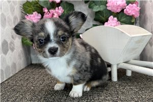 Carter - Chihuahua for sale