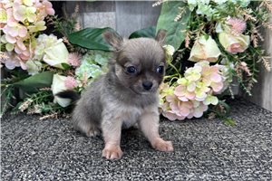 Ernesto - Chihuahua for sale