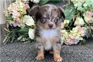 Chase - Chihuahua for sale
