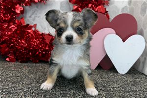 Akira - Chihuahua for sale