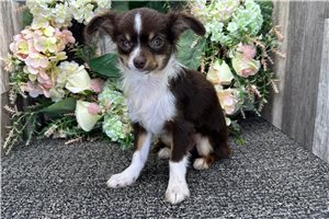 Daria - Chihuahua for sale