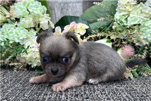 Ernesto - Chihuahua for sale