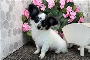 Callen - Chihuahua for sale