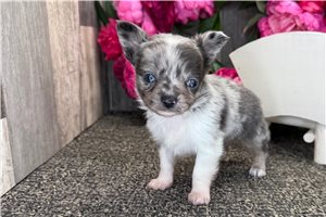 Genevieve - Chihuahua for sale