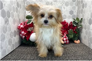 Destiny - Chorkie for sale