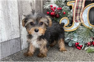 Walter - Yorkshire Terrier - Yorkie for sale