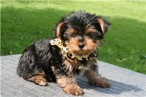 Osborn - Yorkshire Terrier - Yorkie for sale