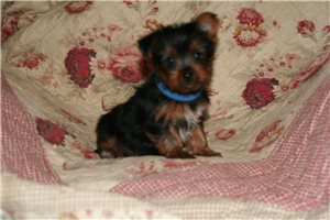 Emma - Yorkshire Terrier - Yorkie for sale