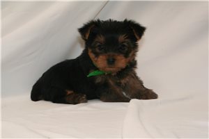 Abraham - Yorkshire Terrier - Yorkie for sale