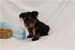 Alexander - Yorkshire Terrier - Yorkie for sale