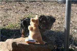 Jada - Yorkshire Terrier - Yorkie for sale