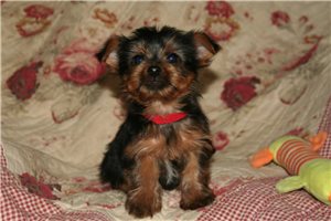Ezra - Yorkshire Terrier - Yorkie for sale