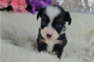 Kora - Mixed/Other for sale