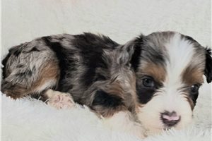 Kaleb - Mixed/Other for sale