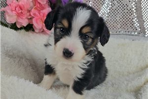 Katherine - Mixed/Other for sale