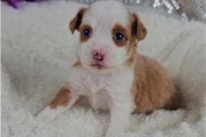 Kennedy - Mixed/Other for sale