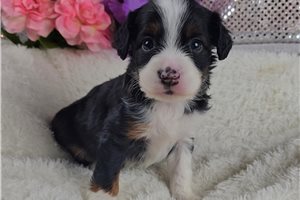 Kimmy - Mixed/Other for sale
