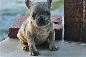 Sophia - puppy for sale