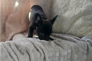Sebastian - Frenchton for sale