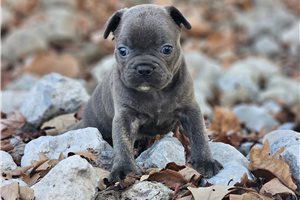 Shiloh - puppy for sale