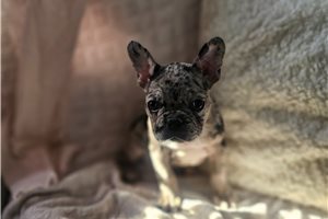 Scarlett - Frenchton for sale
