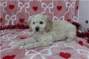 Heathcliff - Goldendoodle, Mini for sale