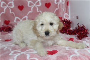 Harold - Goldendoodle, Mini for sale