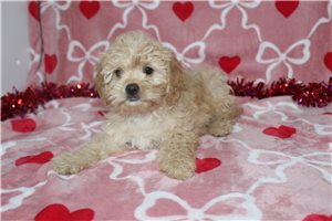 Herman - puppy for sale