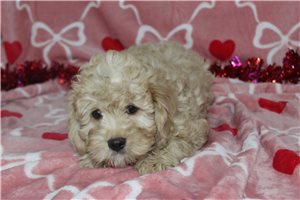 Hector - puppy for sale