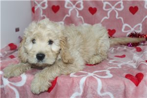 Holden - Goldendoodle, Mini for sale
