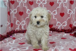 Harpy - puppy for sale