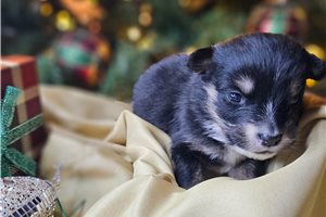 Griffin - Mixed/Other for sale