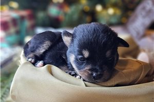 Georgia - Mixed/Other for sale