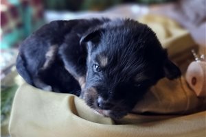 Genevieve - Mixed/Other for sale