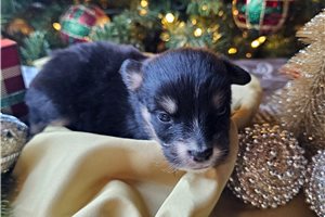 Grace - Mixed/Other for sale