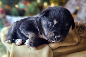 Galilea - Mixed/Other for sale