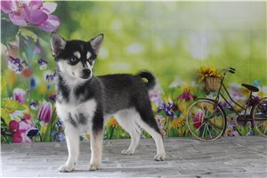 Willow - Pomsky for sale
