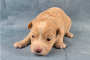 Moses - puppy for sale