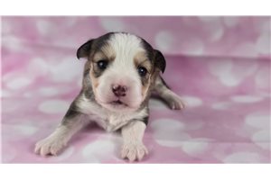 Mikayla - puppy for sale