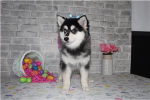 Will - Pomsky for sale