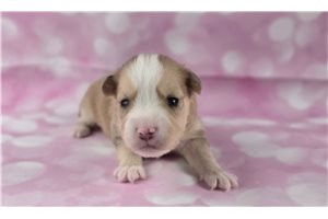Mariah - Pomsky for sale