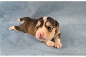 Marshall - puppy for sale