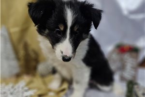 Gloria - Shetland Sheepdog - Sheltie for sale