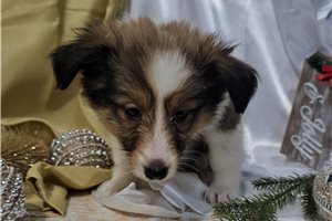 Gina - Shetland Sheepdog - Sheltie for sale