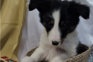 Garrett - Shetland Sheepdog - Sheltie for sale