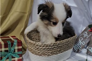 Gunner - Shetland Sheepdog - Sheltie for sale