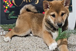 Gerardo - Shiba Inu for sale
