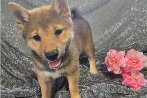 Lola - Shiba Inu for sale