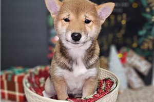 Gigi - Shiba Inu for sale